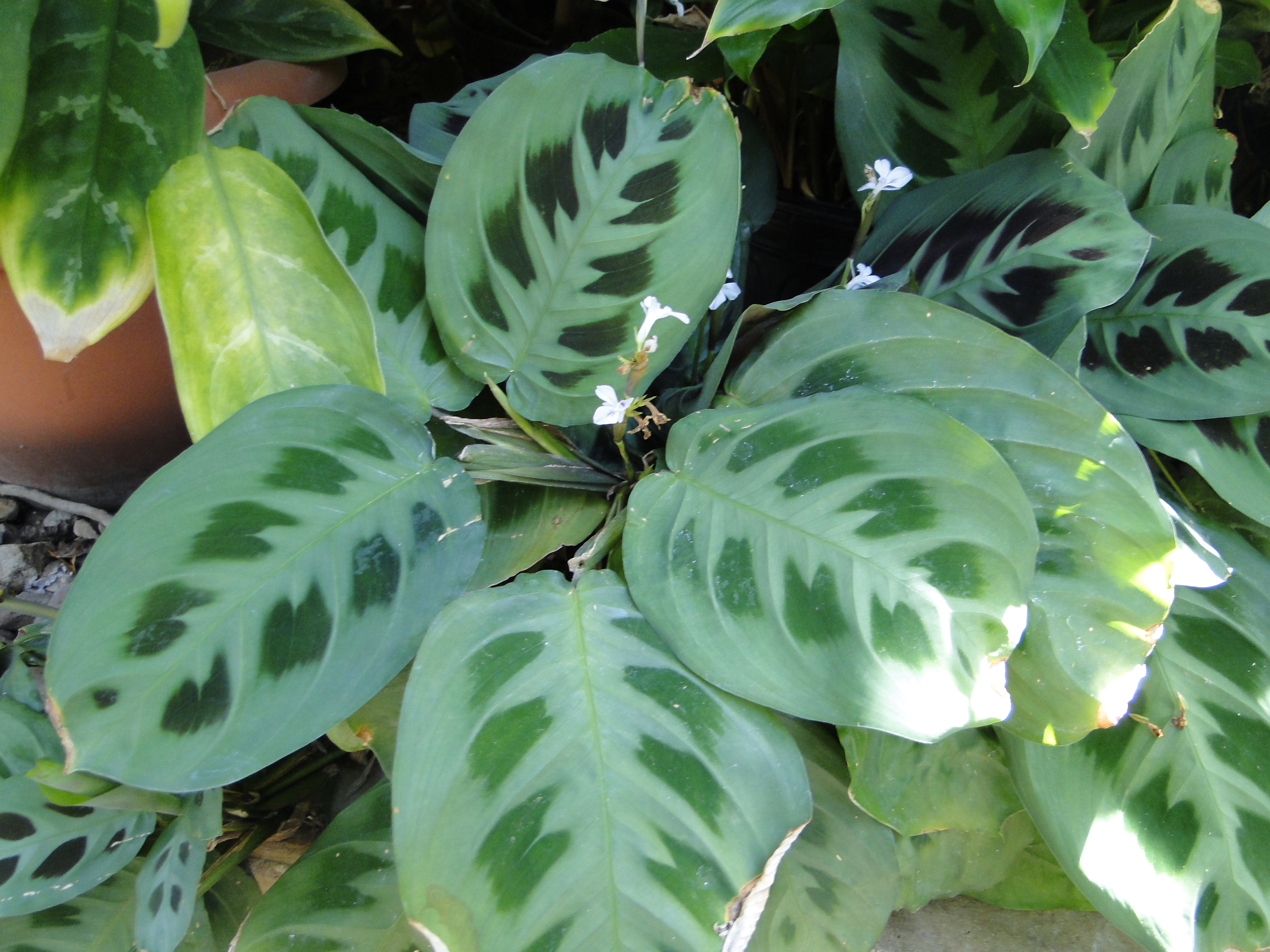Maranta leuconeura (Prayer Plant) | A Fascinating Green World