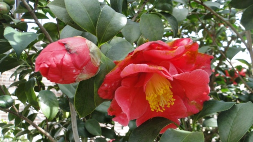 Camellia_