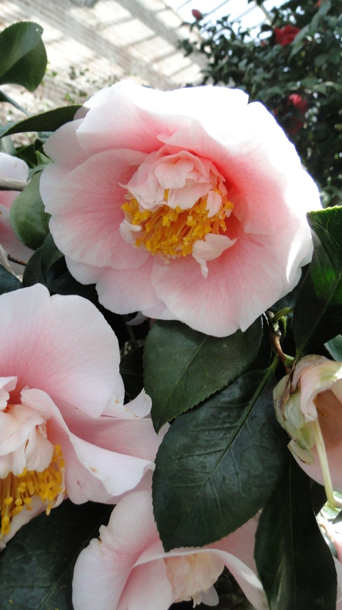 Camellia_japonica_'C.M._Wilson'